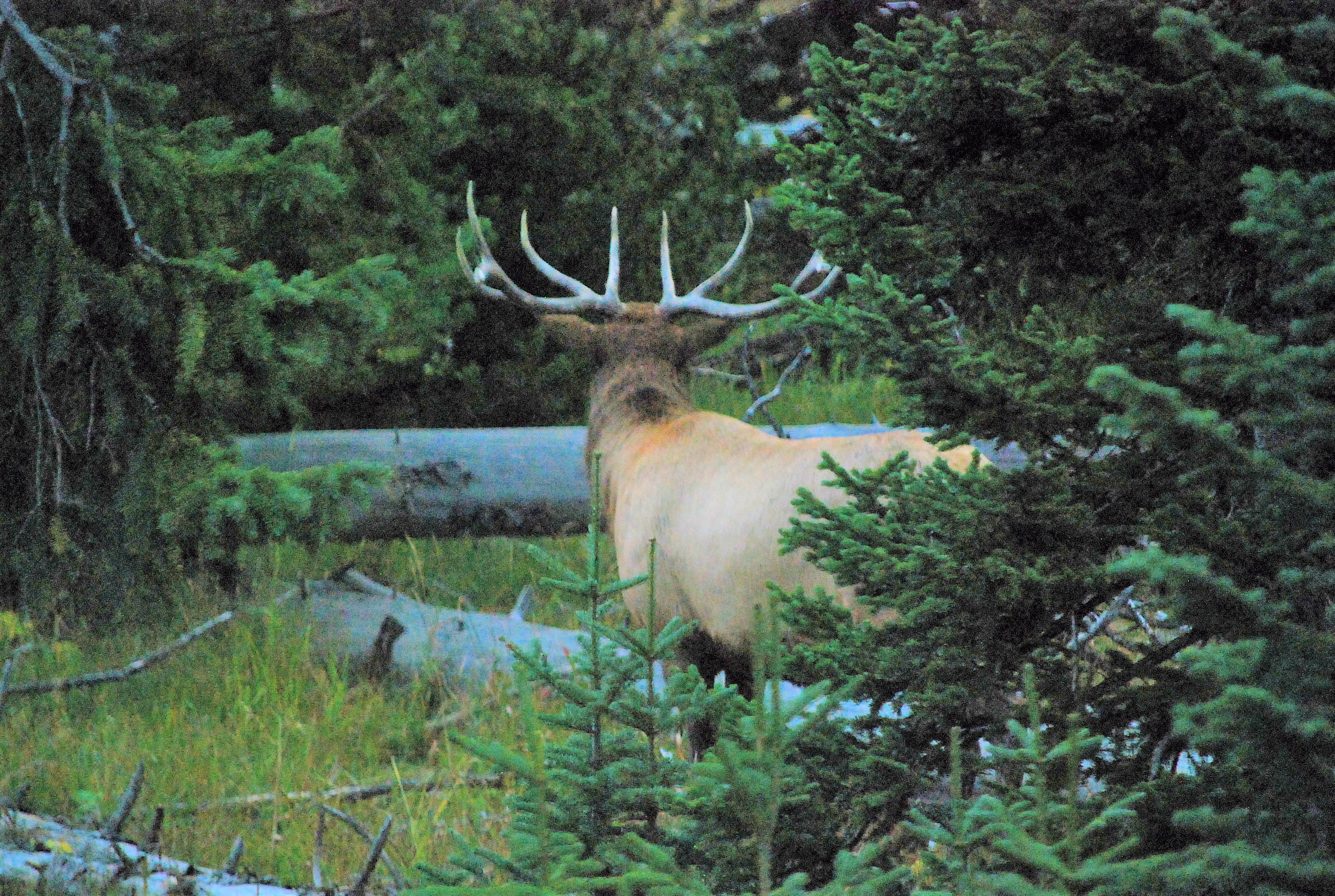the huge elk
